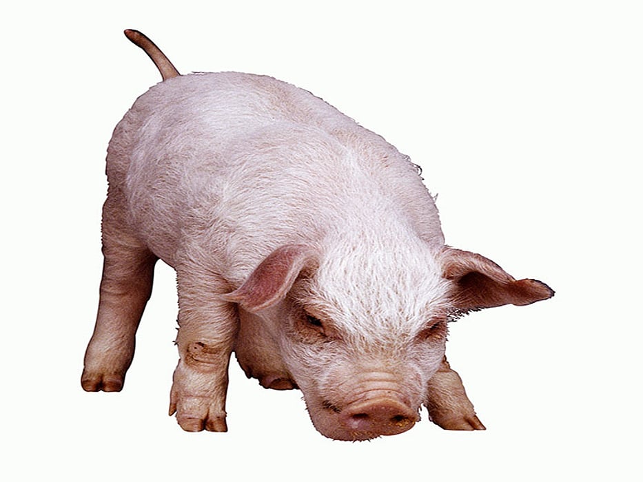 pig