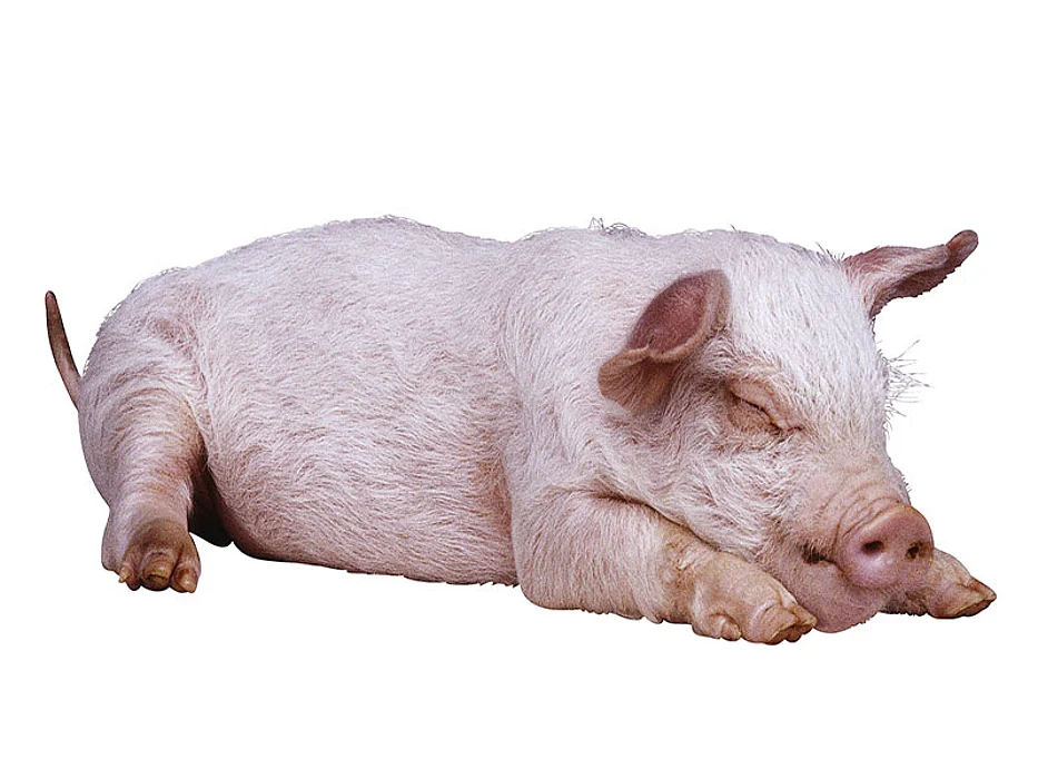 pig