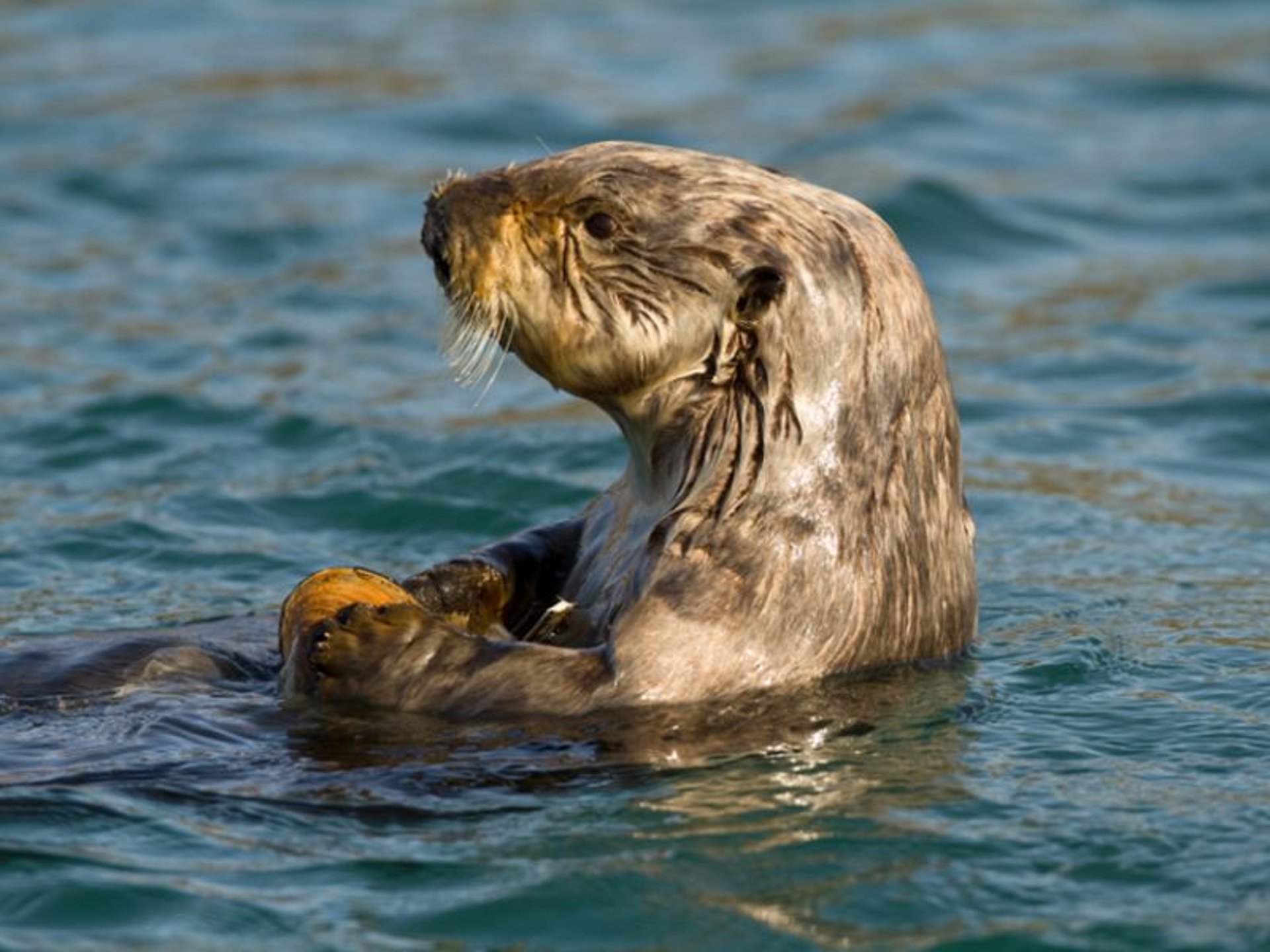 News Picture: New Parasite Is Killing Sea Otters, and Might Pose Threat to People