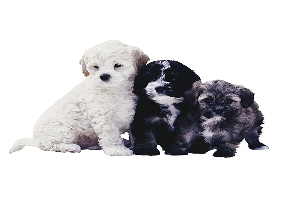 puppies