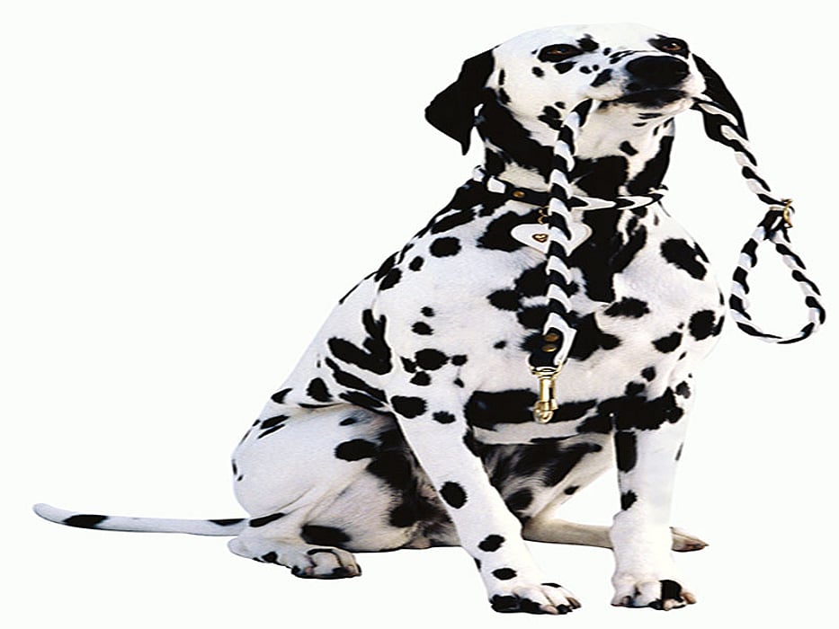 Dalmatian dog