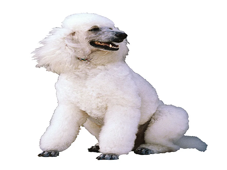poodle