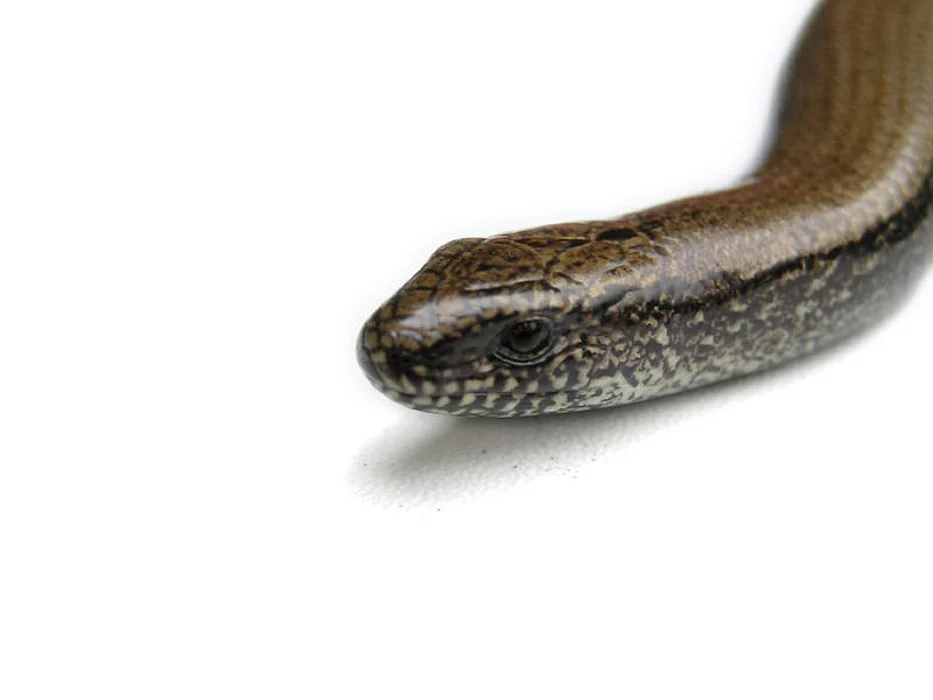 snake