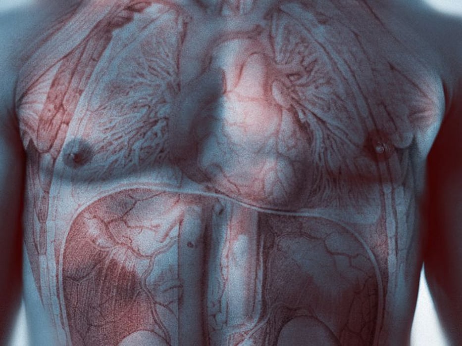 circulatory system