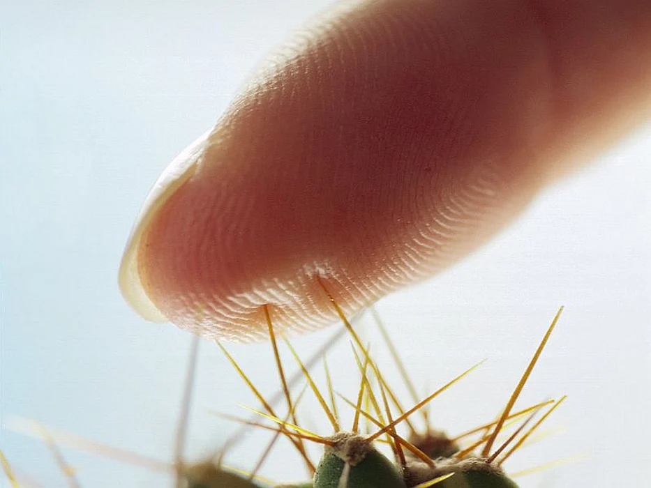 touching cactus needles