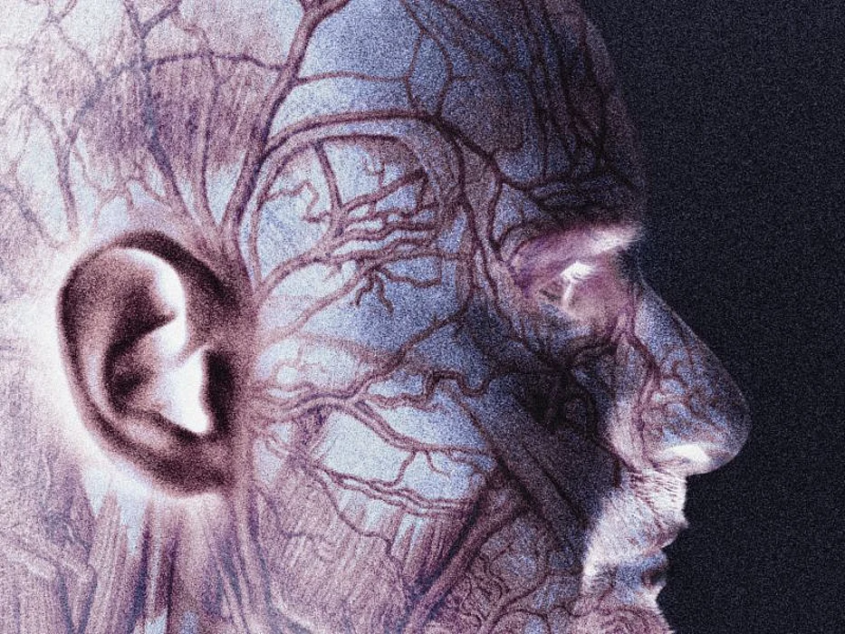 veins inside head