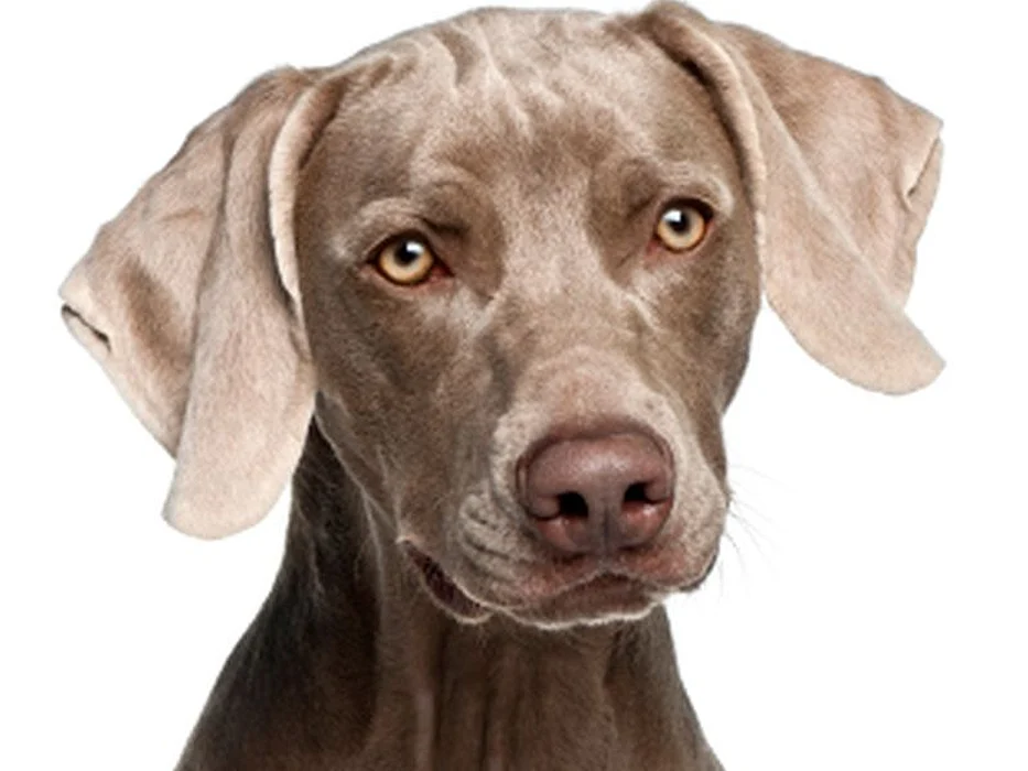 weimaraner