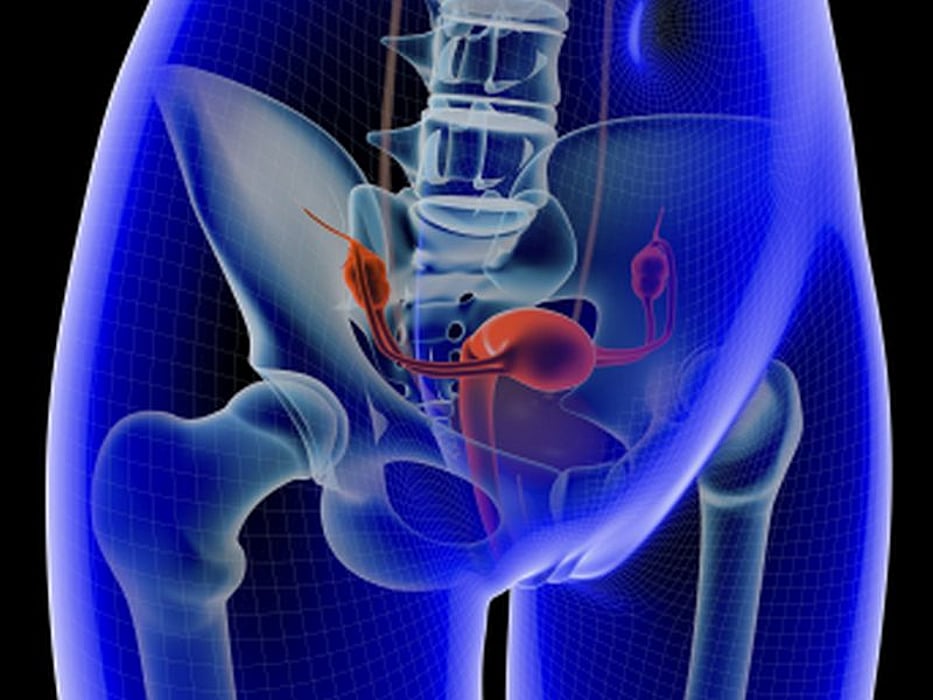 uterus