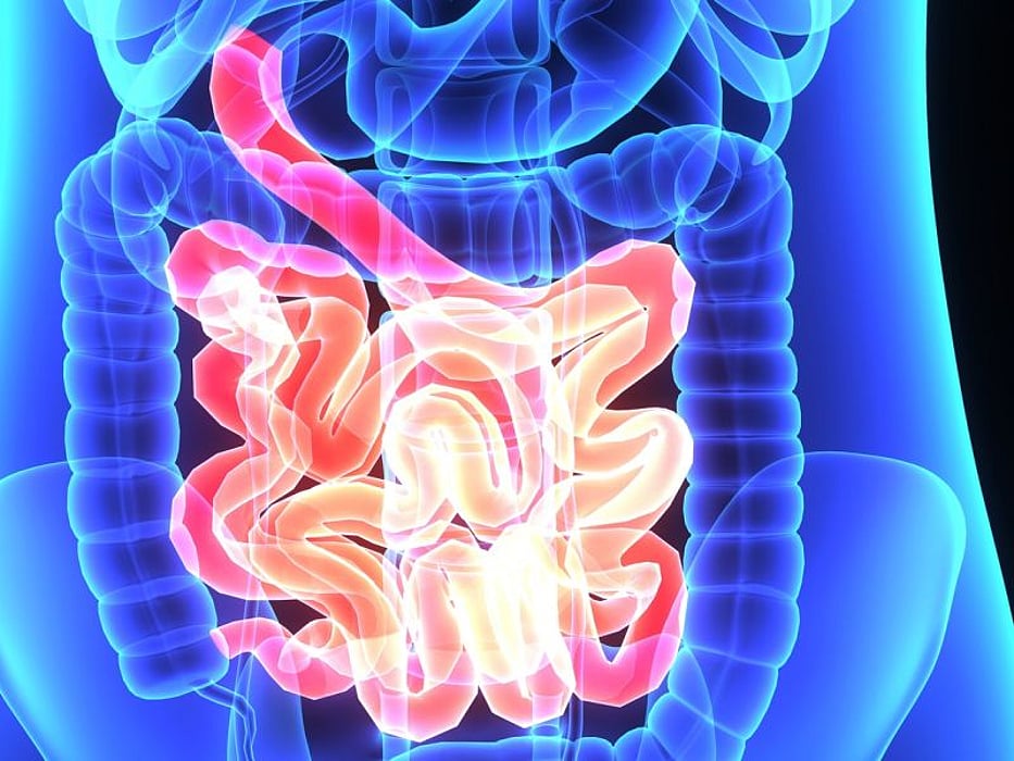 digestive system