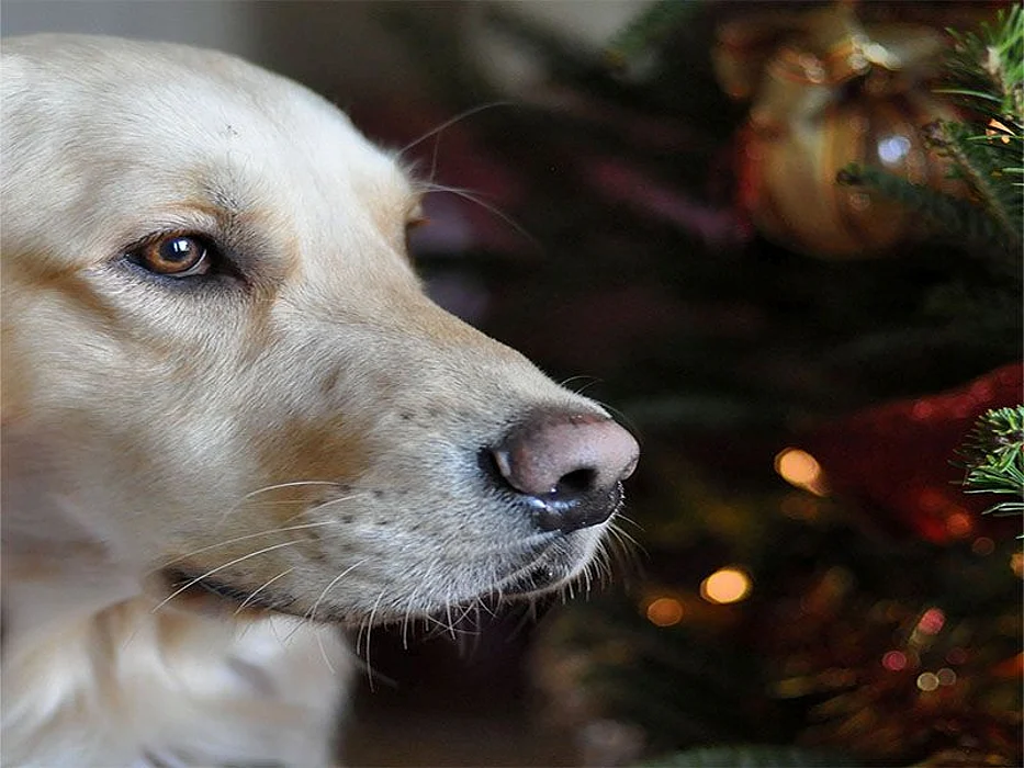 dog at christmas