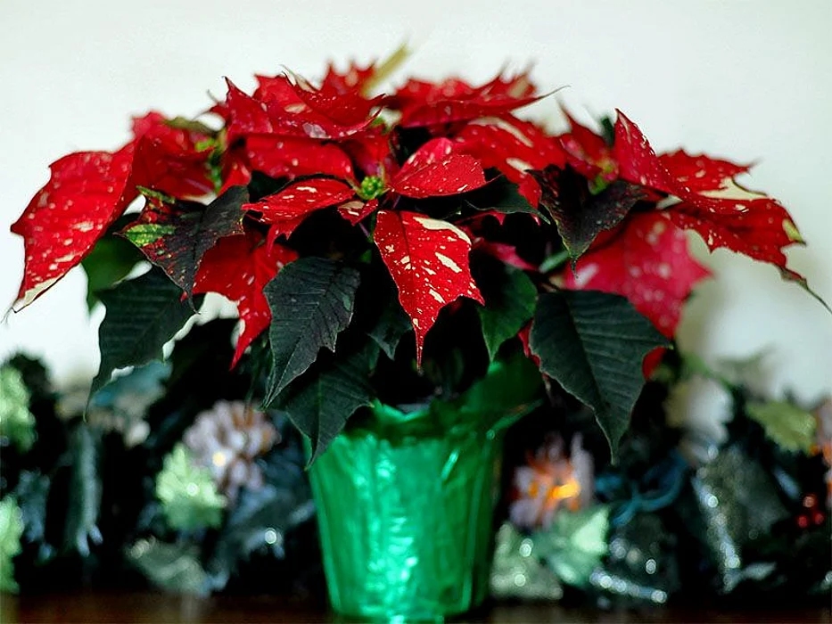 Christmas poinsettia