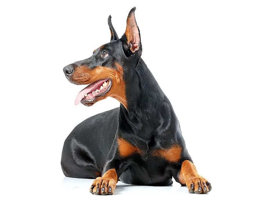 doberman pincher