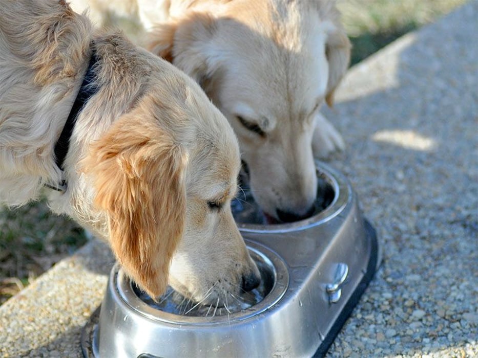 dogs drinking water