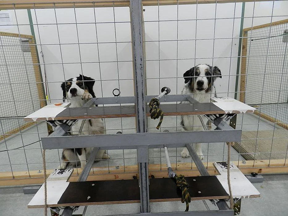 dog givers