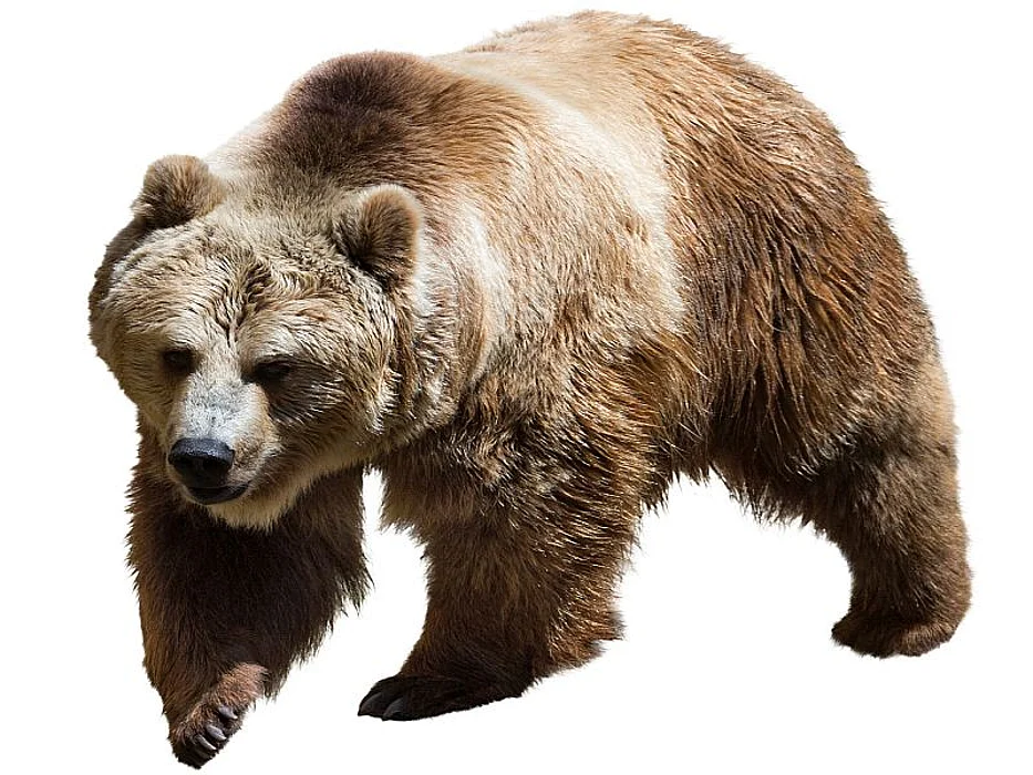 brown bear