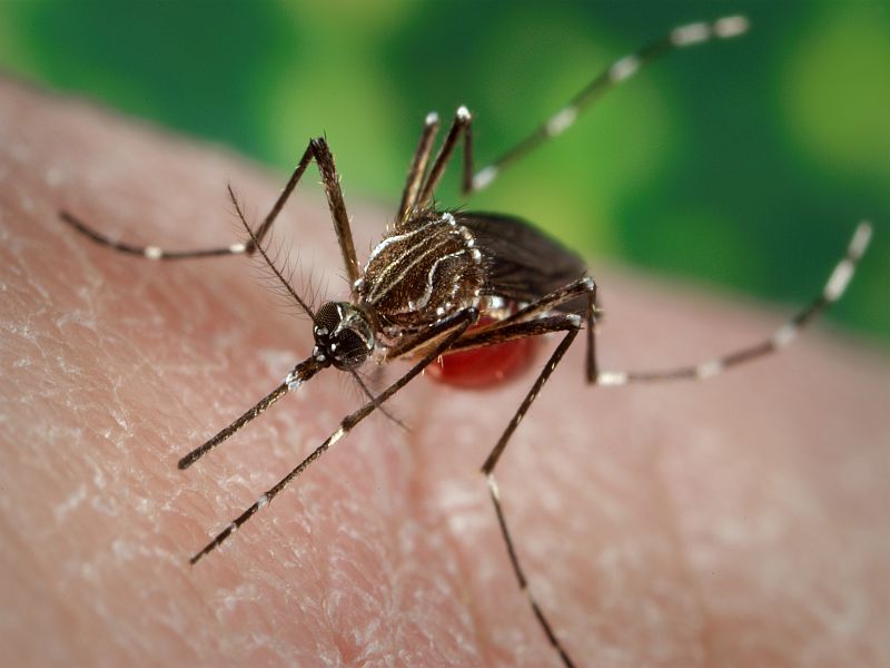 News Picture: Dengue Virus Makes Mosquitoes Bite More Often