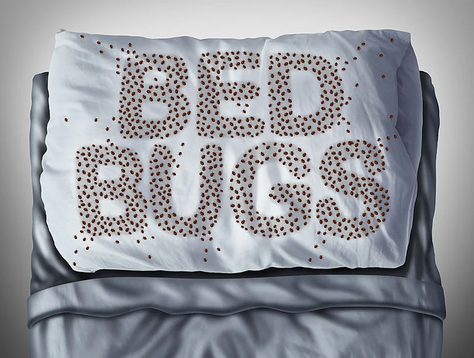 bed bugs