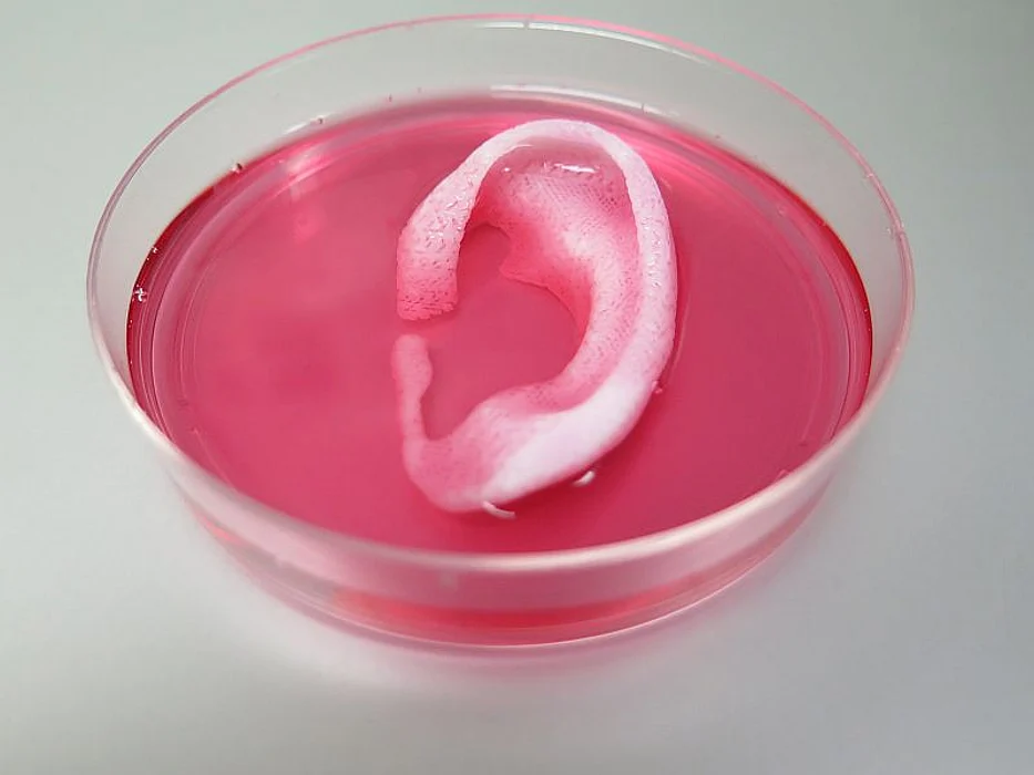 Ear made from 3D printer