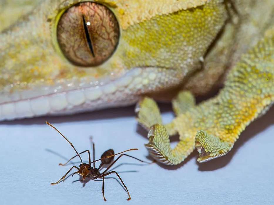 gecko and ant