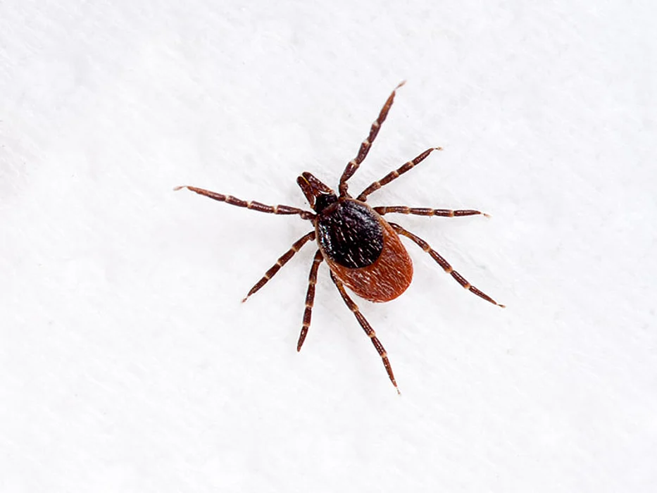 deer tick