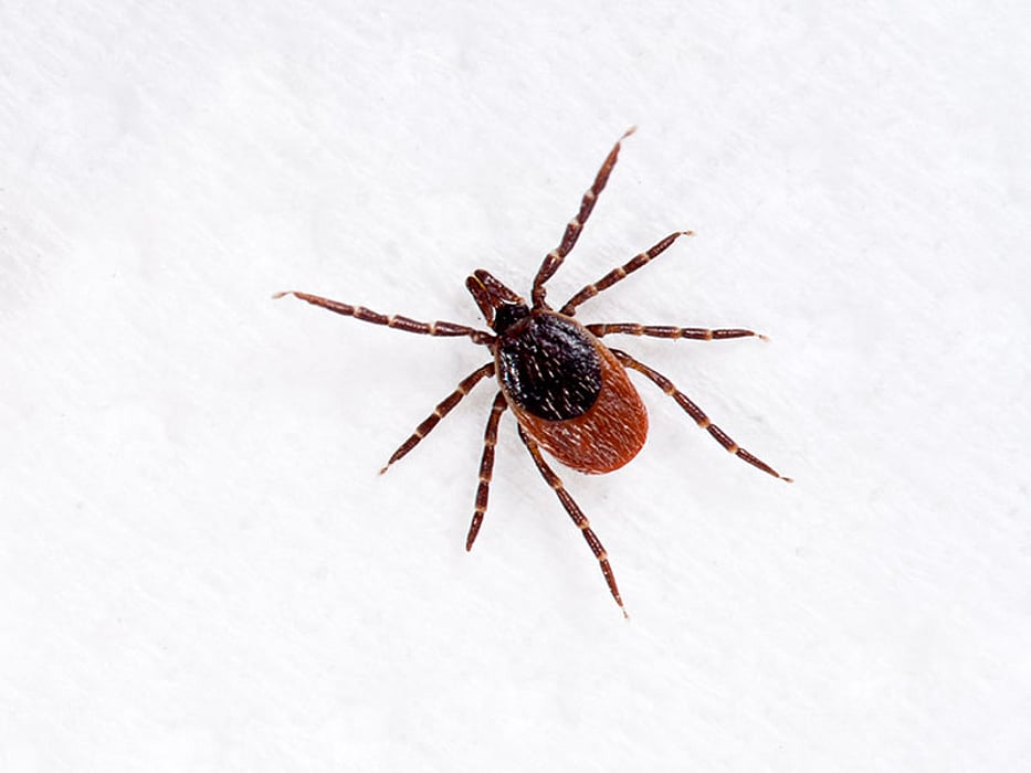deer tick