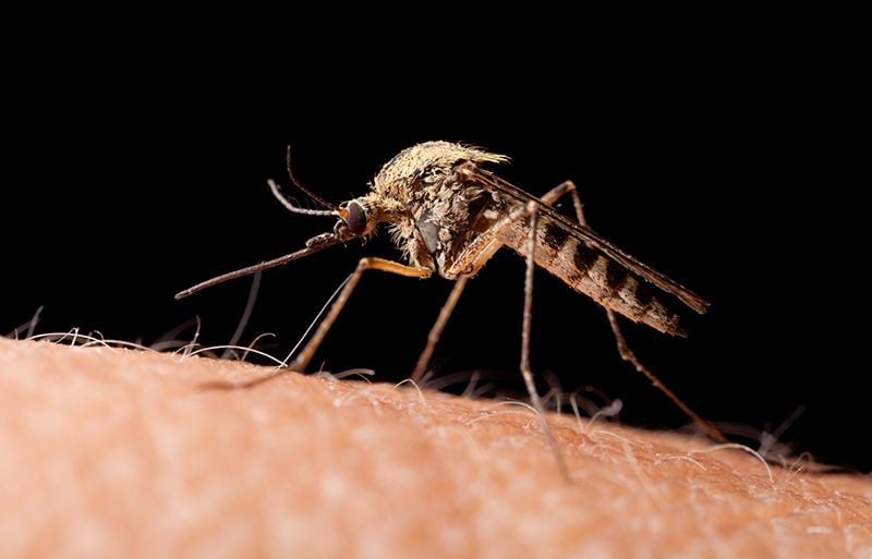 Mosquitoes Test Positive for Malaria in Florida