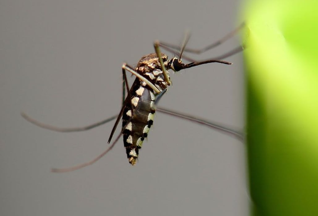 mosquito on a plant