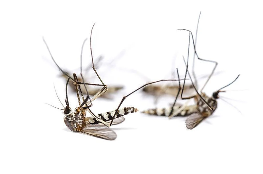 dead mosquitos