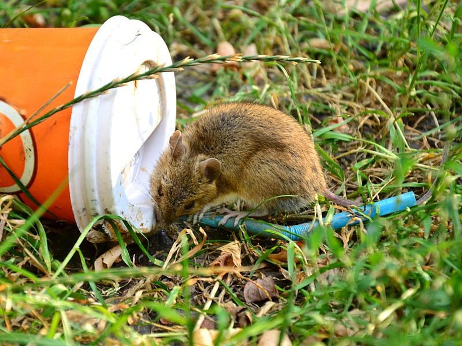 rat and discarded cup
