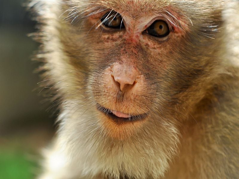 News Picture: Coronavirus Infects Genitals in Male Monkeys