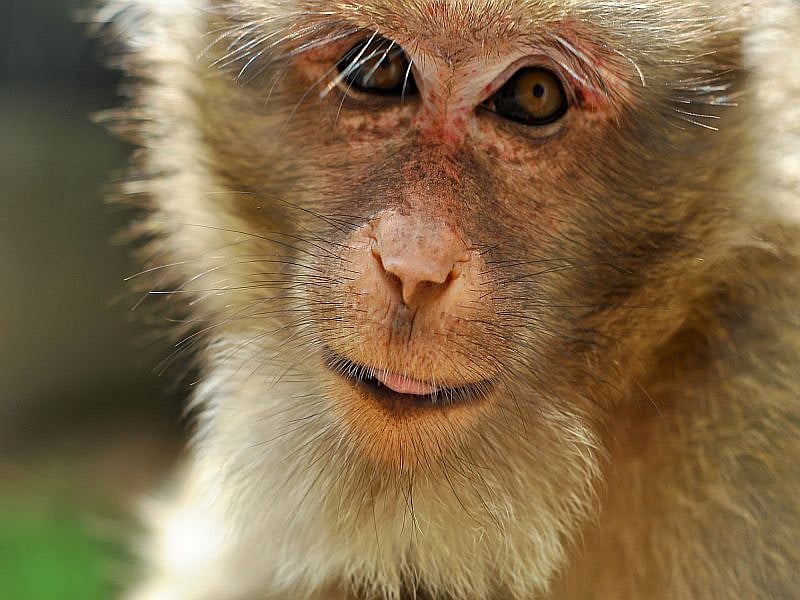 News Picture: Coronavirus Infects Genitals in Male Monkeys