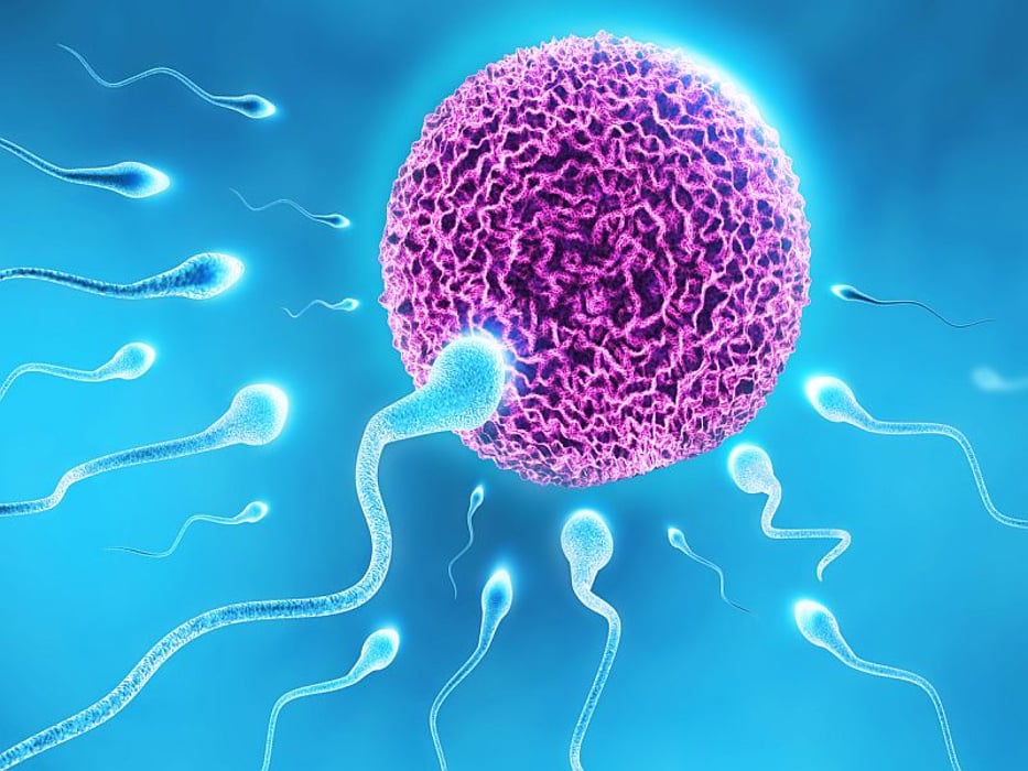 human sperm and egg
