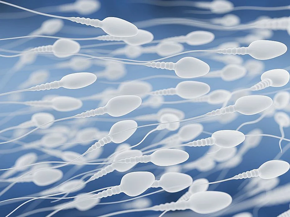 human sperm