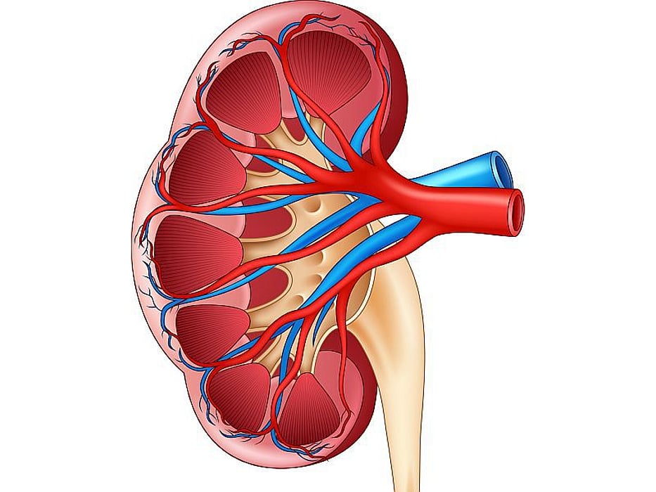 kidney illustration