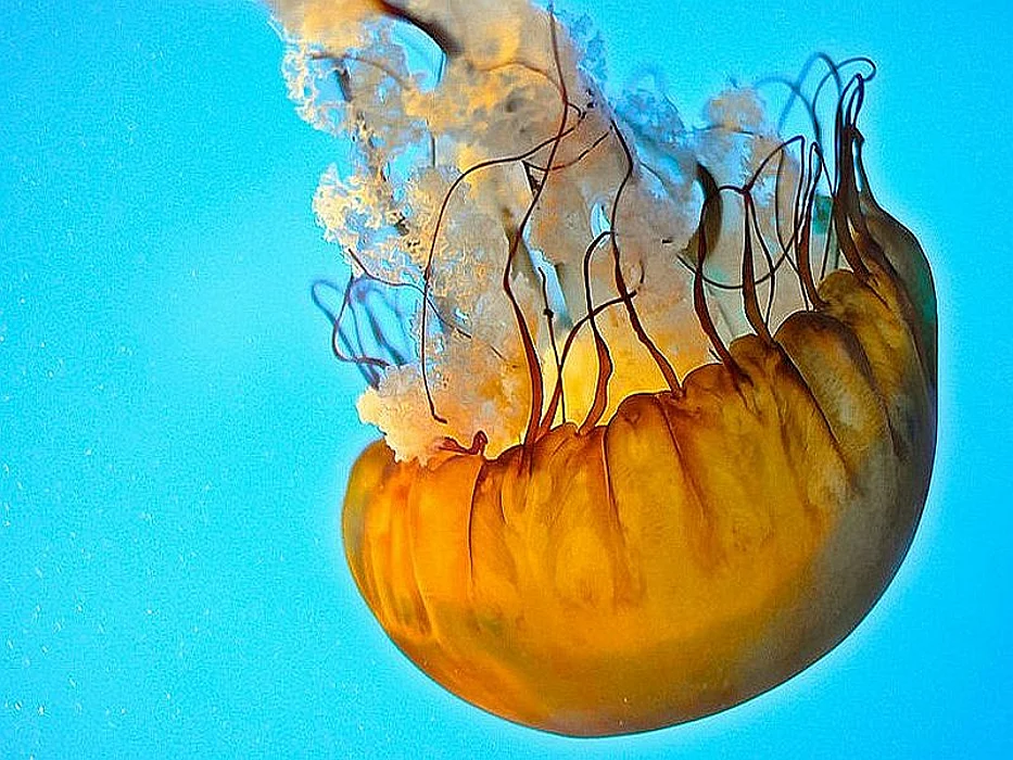 jellyfish