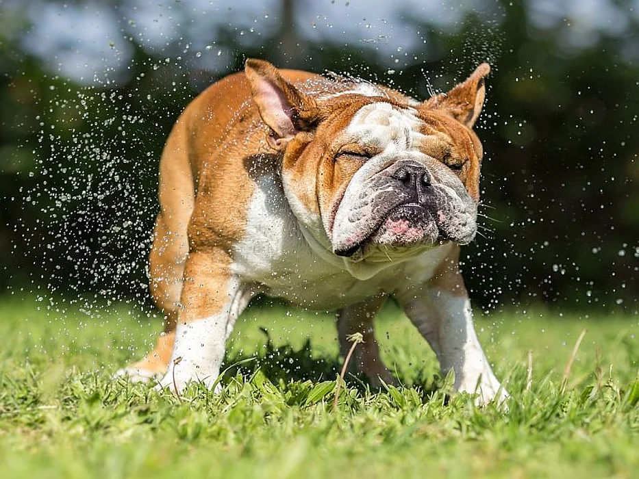 bulldog