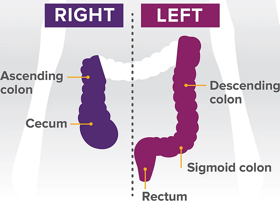 colon diagram