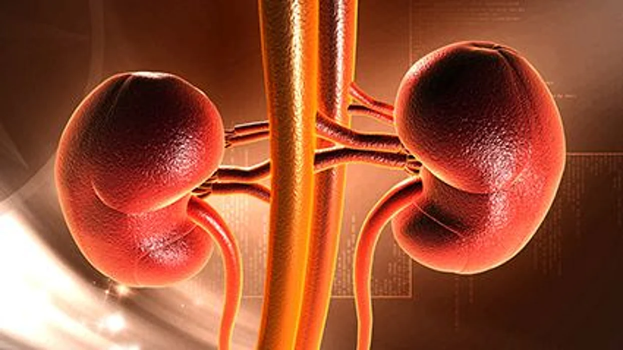 kidney