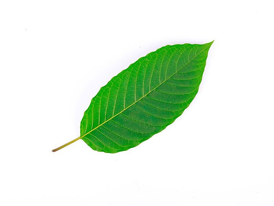 kratom leaf