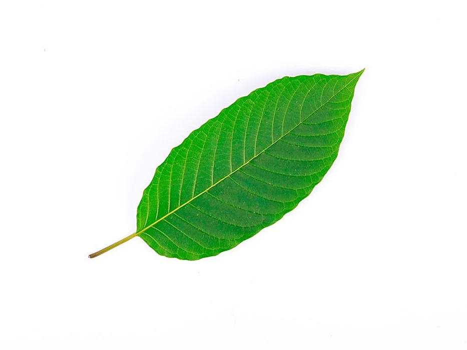 kratom leaf