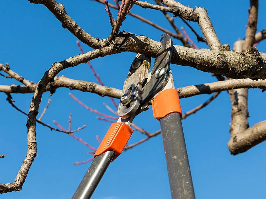 tree trimming