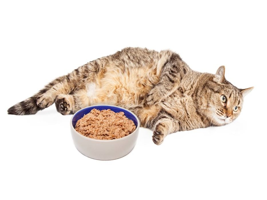 mèo bị béo phì