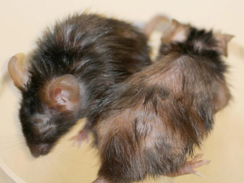 mice