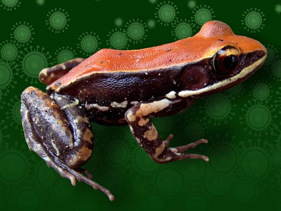 South Indian frog H. bahuvistara. Photo: S. George/J.Shartouny