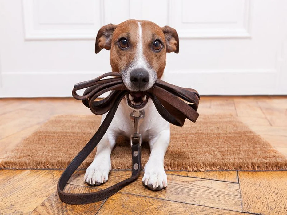 dog with leash in mouth