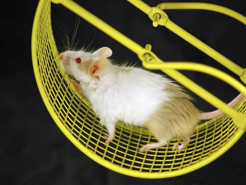 A New Male Birth Control Pill Works â€” in Mice