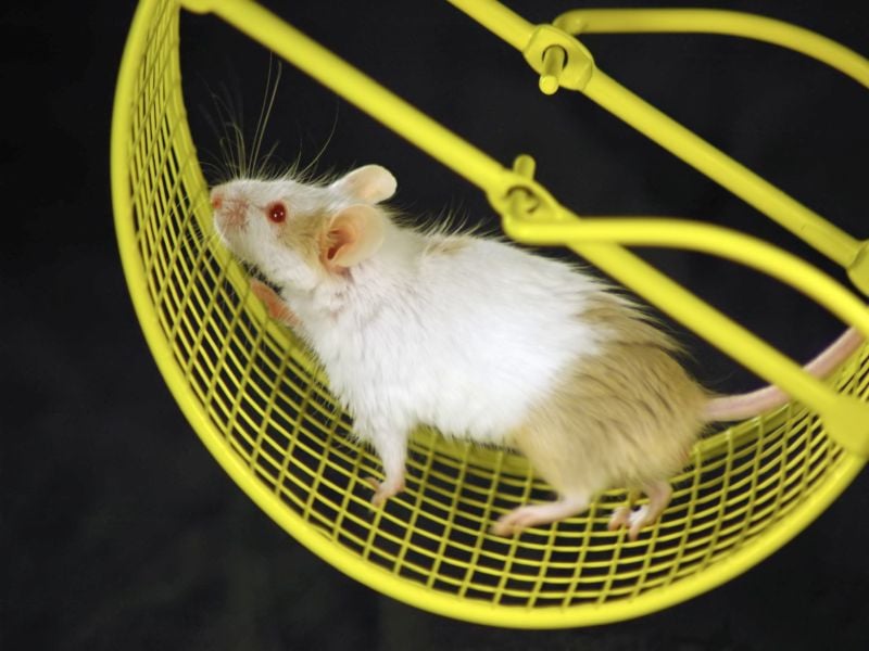 In Mice, Gene Therapy Helps Restore Movement After Spinal Cord Injury