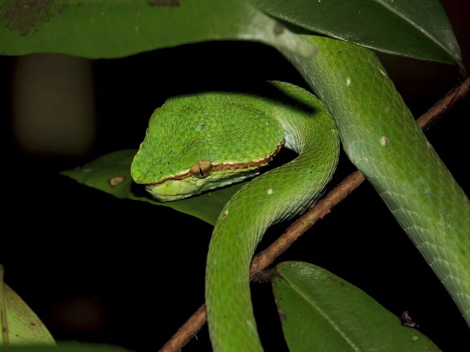 wagler\'s pit viper