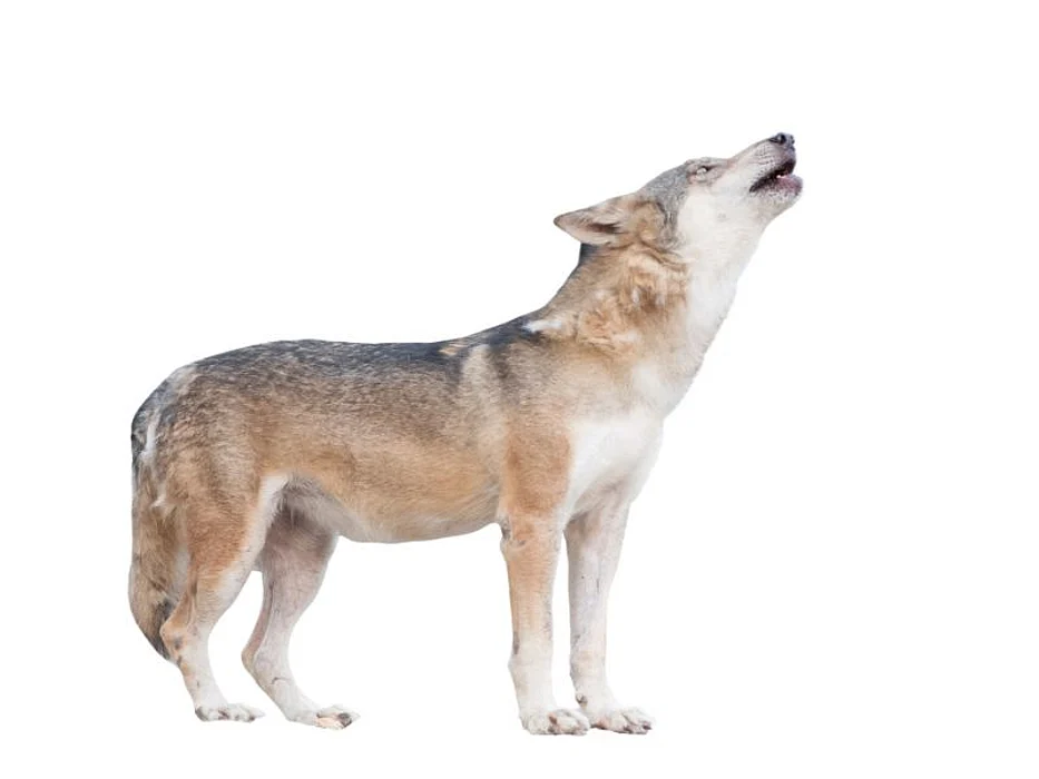 gray wolf