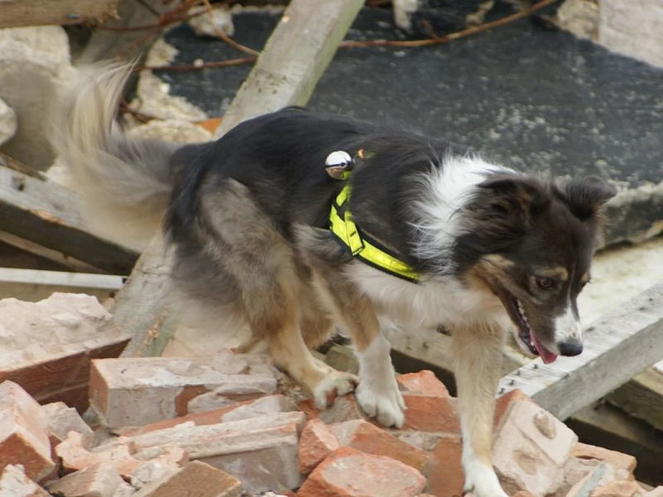 rescue dog